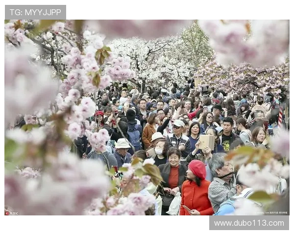 2026年度大板樱花比赛：绽放春日美丽的盛会